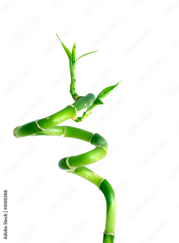 Fototapeta premium Branch of a bamboo.