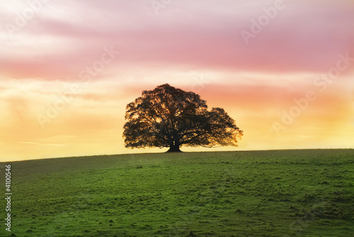 Single Fig Tree Alone in a Field
