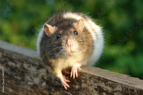 Mouse on a board