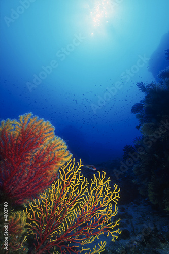 paesaggio subacqueo © Pinosub