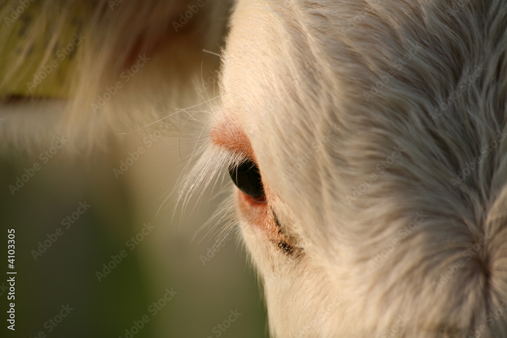 Kuhauge StockFoto Adobe Stock