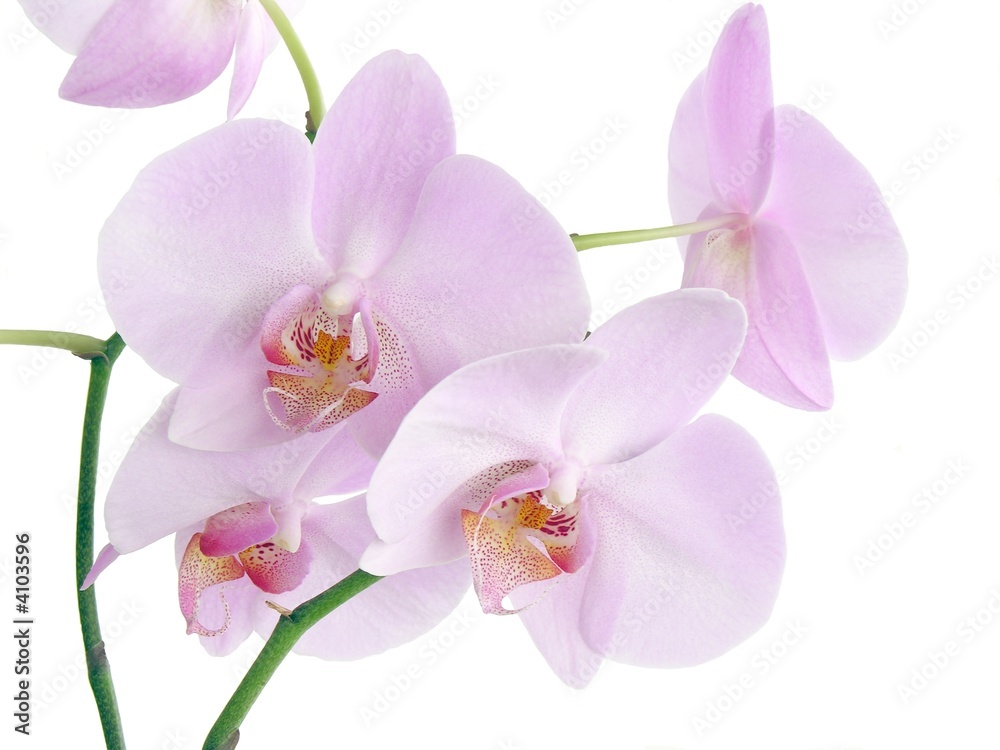 Fototapeta premium twig of pink orchid