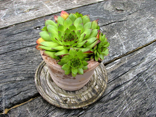 Flower pot with succulent plant photo