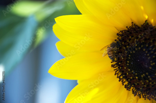Bee on a sunflower (#2) 