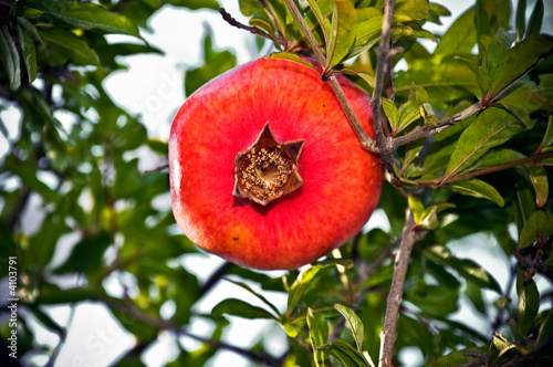 Pomegranate at bottom