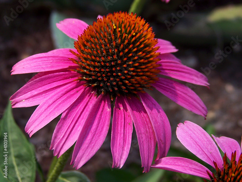 Bild auf Leinwand Purple coneflower