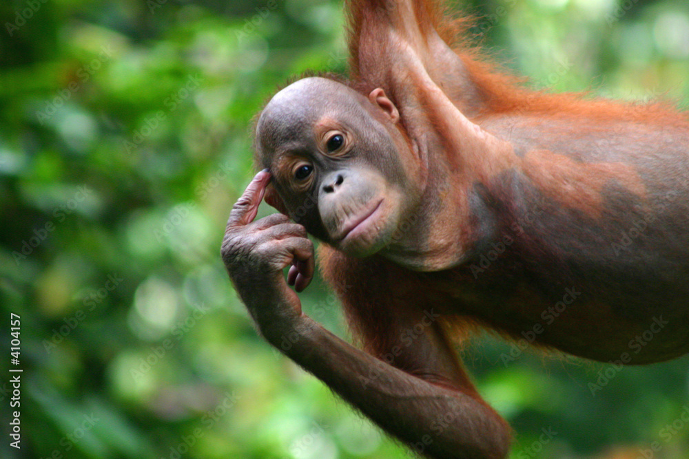 Naklejka premium Orangutan w stacji orangutanów Sepilok na Borneo