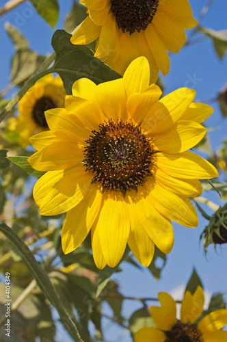 Full view on a sunflower