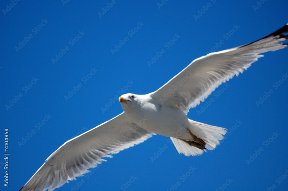 FLYING SEAGULL FLYING SEAGULL