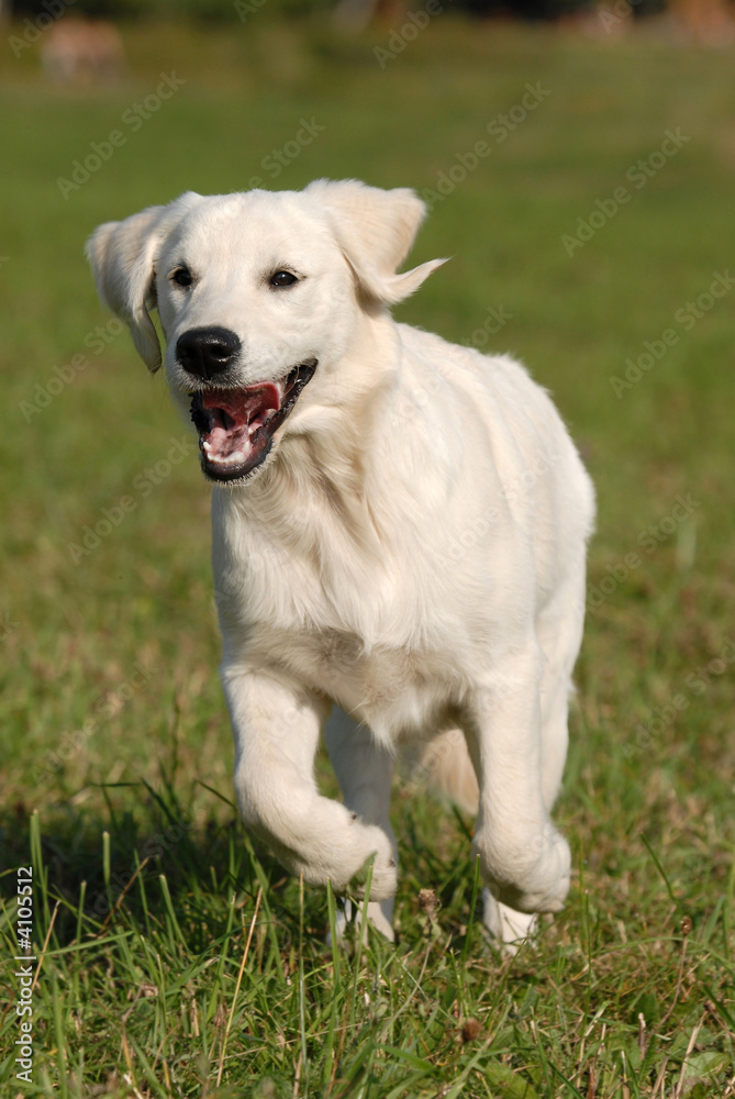 golden retriver golden retriver