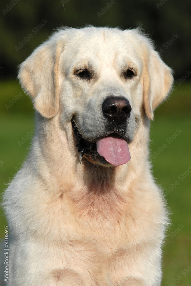 golden retriver