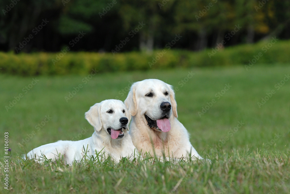 golden retriver