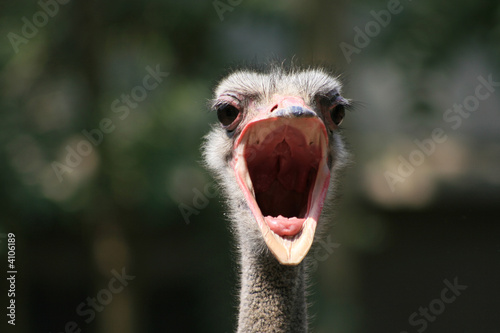  2.Ostrich portrait. © Iourii