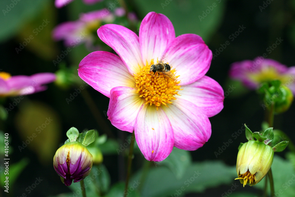 Honeybee on dahlia