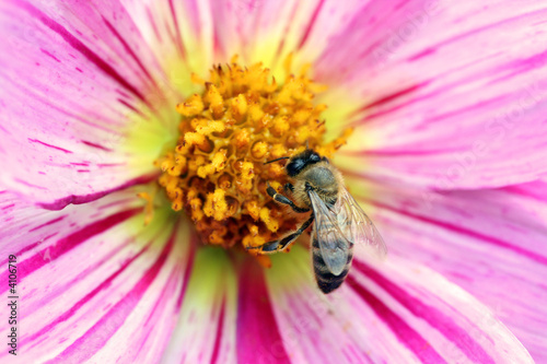 Honeybee on flower