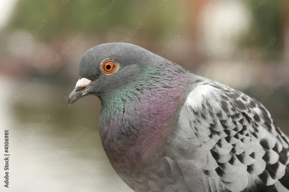 Obraz premium Pigeon