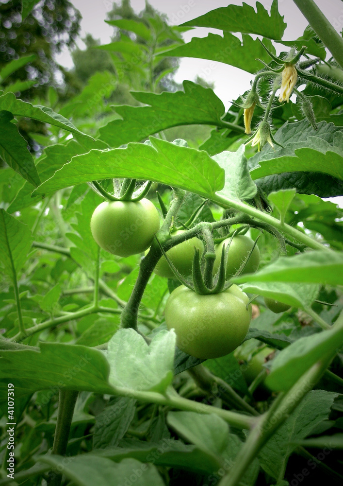 tomates tomates