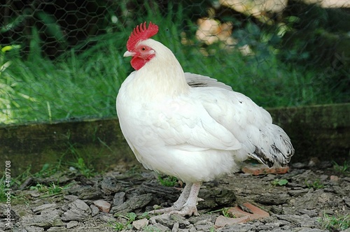 Cocotte