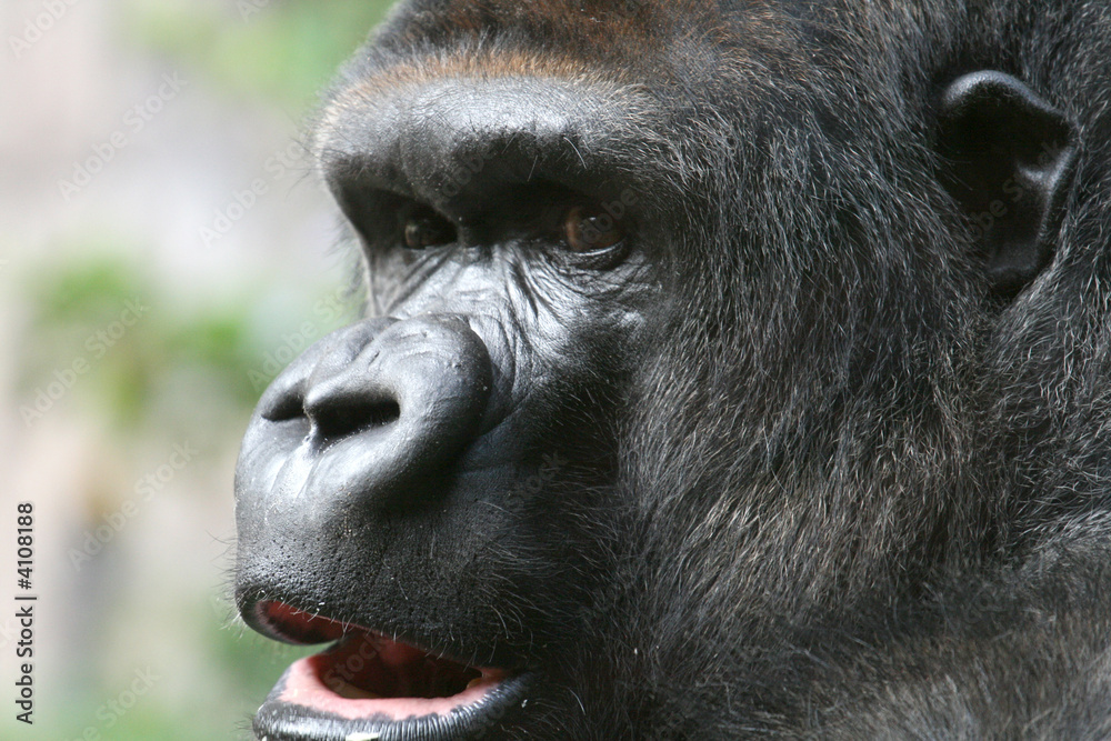 Obraz premium gorilla open mouth