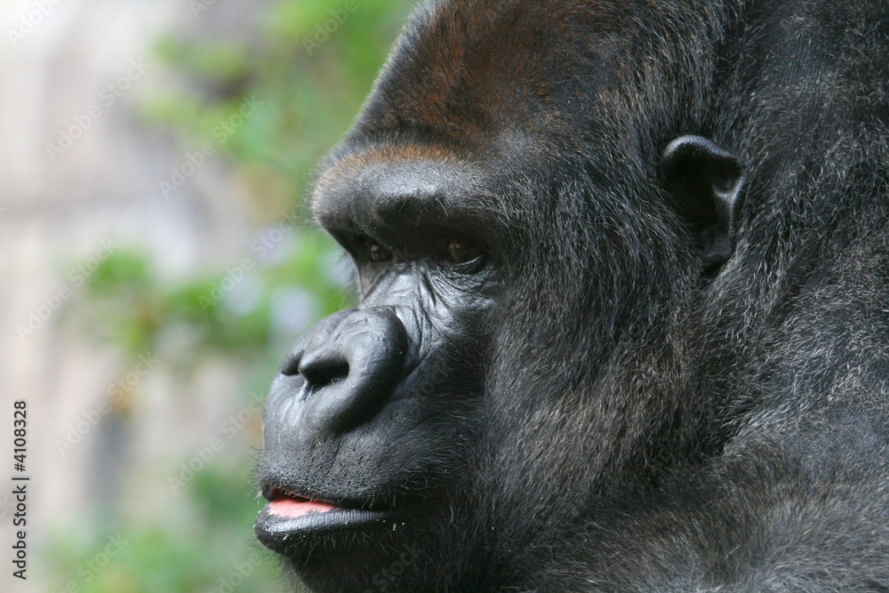 Obraz premium anxious gorilla