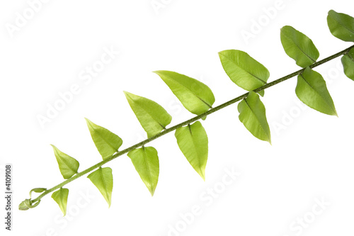 Branch of green leaves isolated on white background