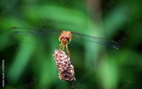 Dragon Fly (Front View) photo