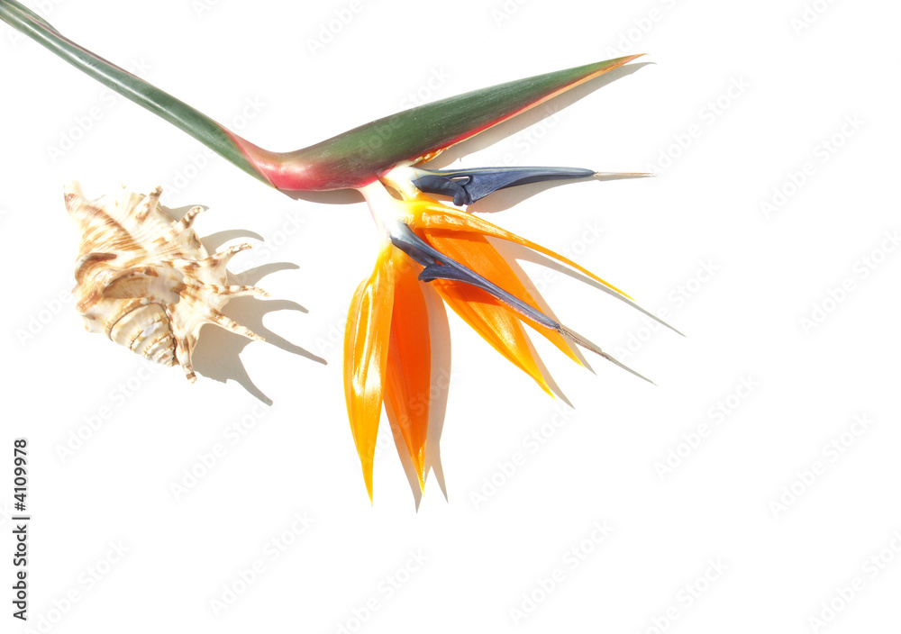 fleur oiseau et coquillage