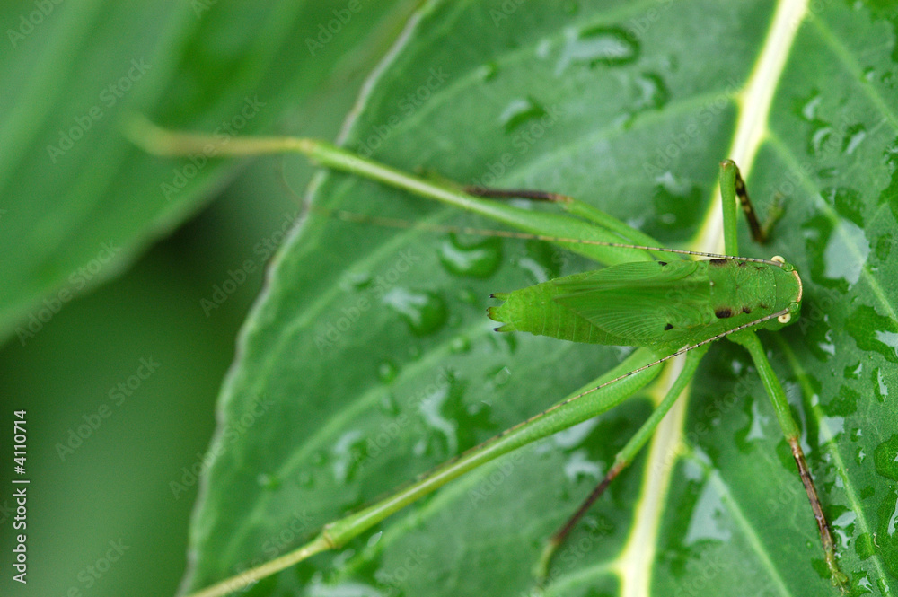 Obraz premium green color grasshopper in the gardens