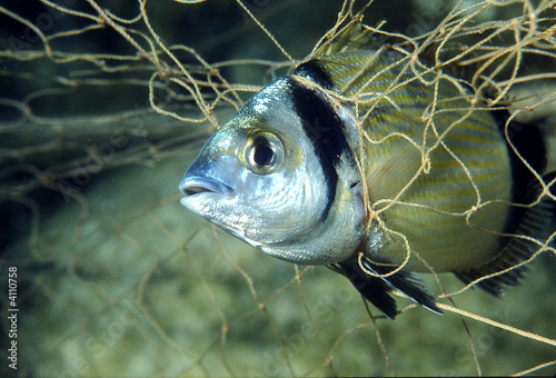 pesce nella rete photo