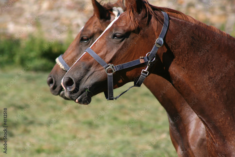 Obraz premium Trakehner-Duo