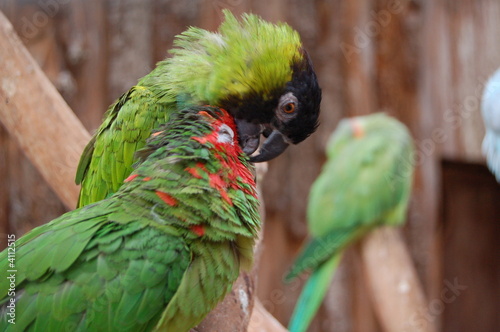 oiseau exotisme photo