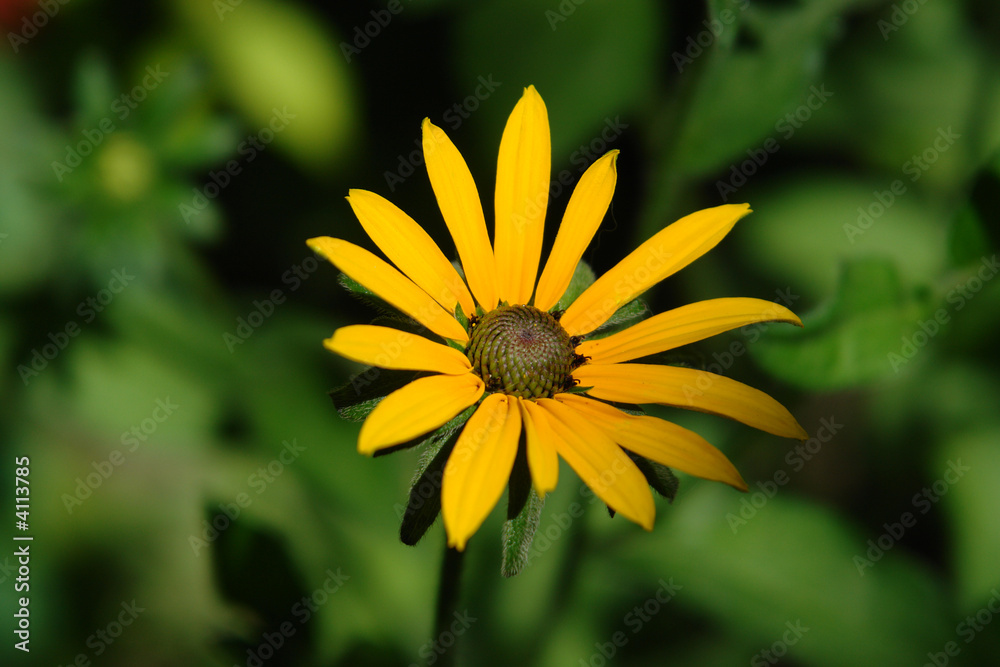 Yellow chrysanthemum Yellow chrysanthemum