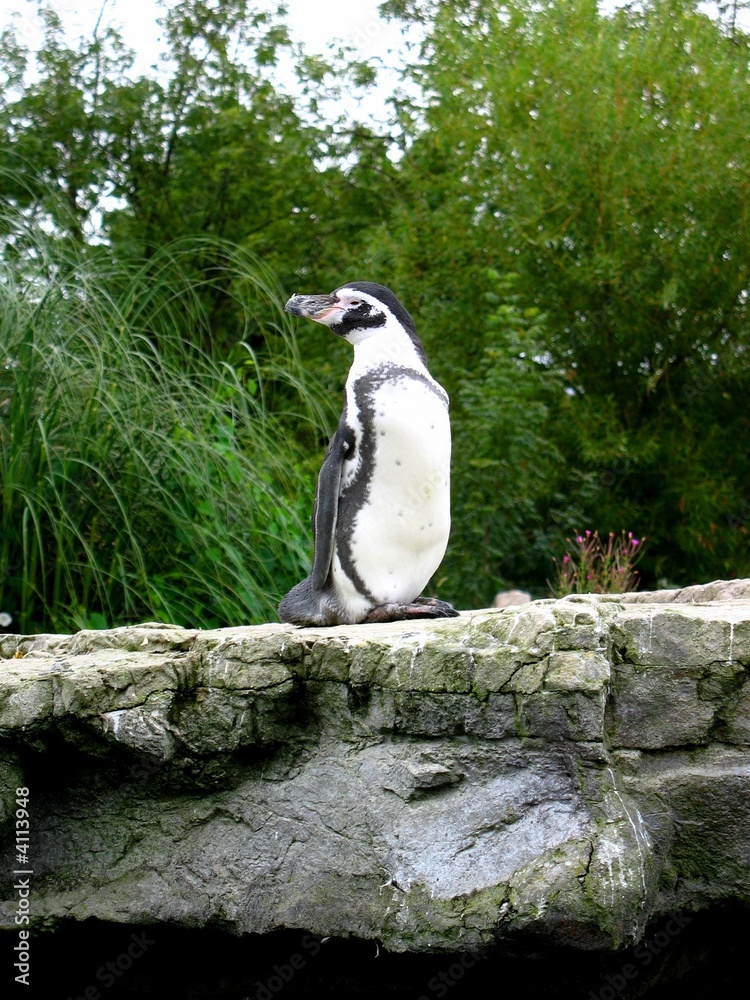 Naklejka premium Penguin