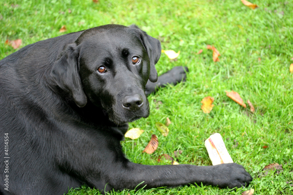 Black Labrador Black Labrador