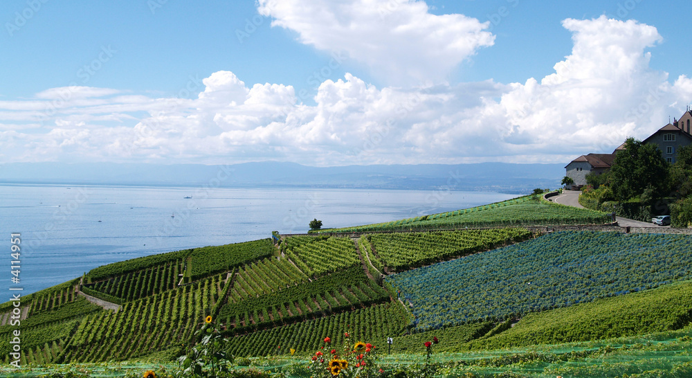 Obraz premium terrasses du lavaux,léman et filets