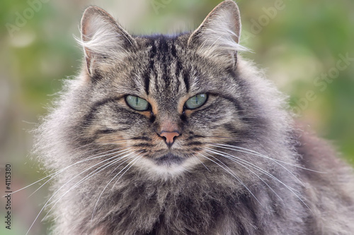 Canvas Print wild looking cat