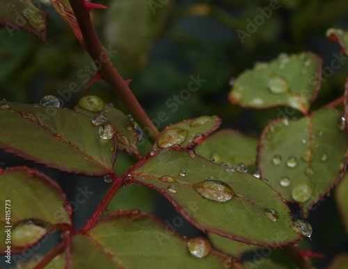 Rose Leaves in the Rain