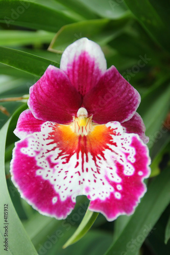 Graceful lonely tropical flower in foliage
