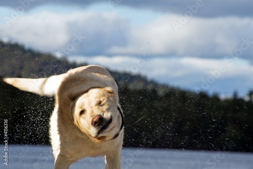 chien à la sortie de l' eau
