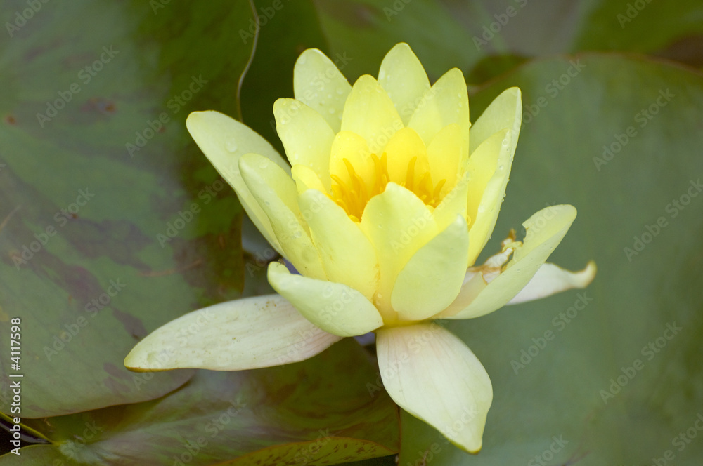 American lotus American lotus