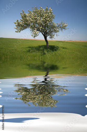 Lonely tree with water reflex © Mario Lopes