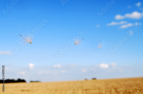 Thistle seeds © Paul Lampard