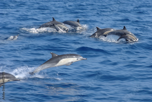 dolphins © James Steidl