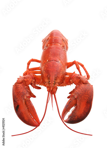 Isolated Lobster