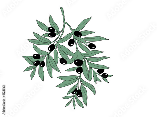 olive branch