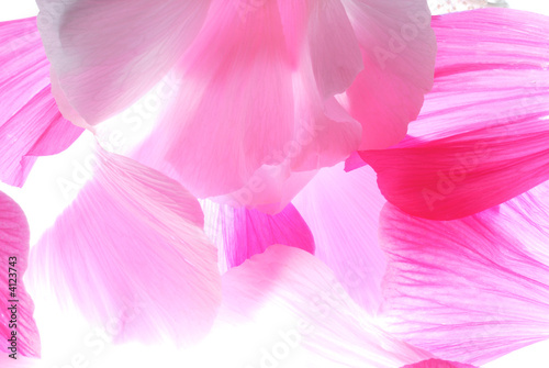 pink petals