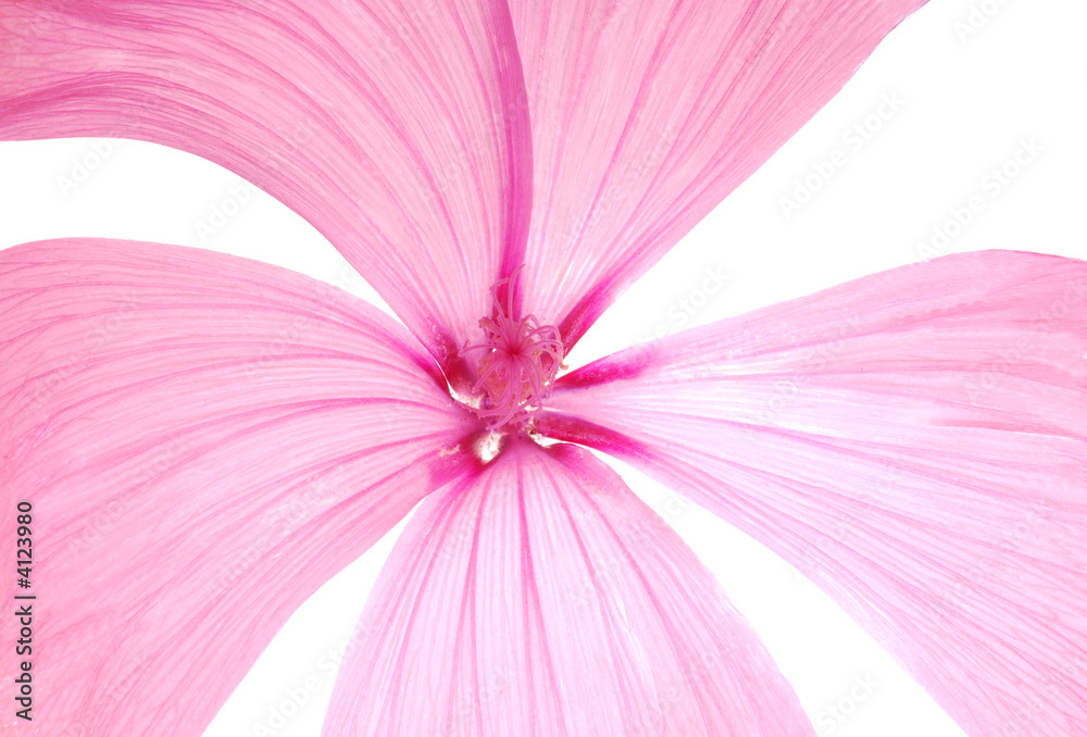 Fototapeta premium pink flower
