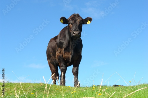 stier