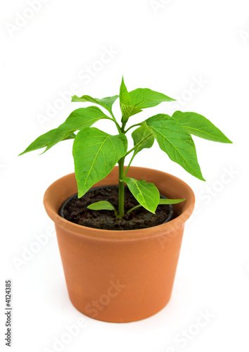 Young chilli pepper plant isolated