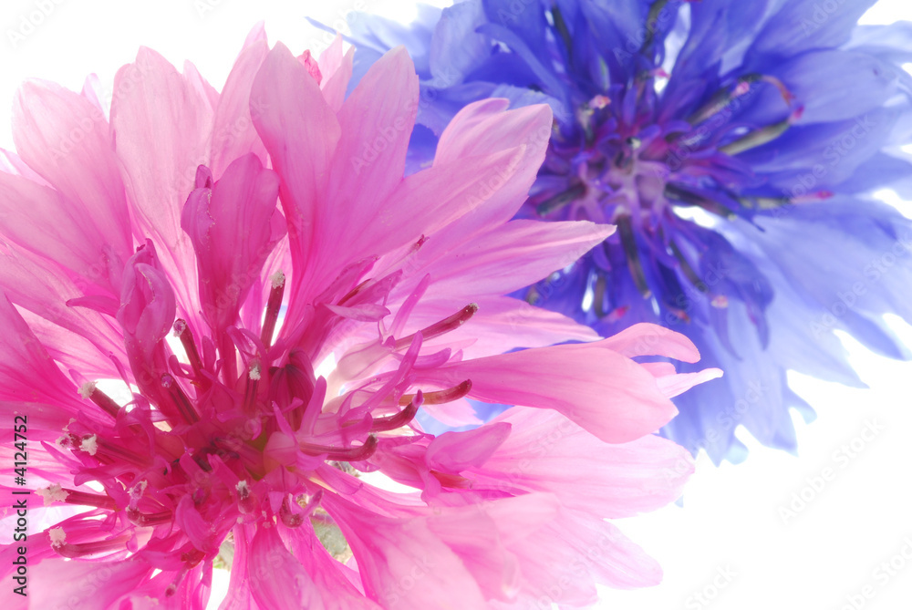 Obraz premium pink and blue flowers